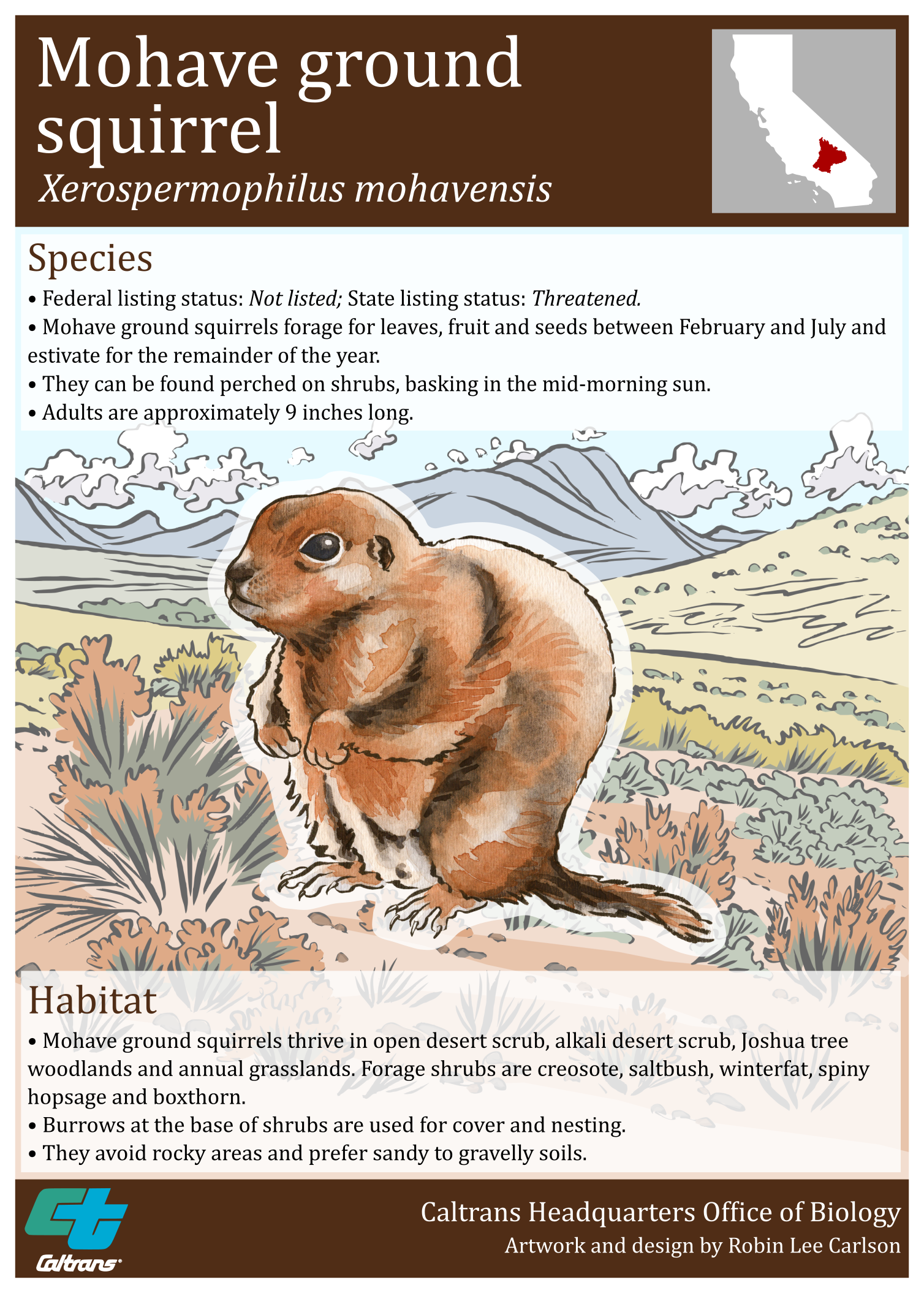 Mohave Ground Squirrel Poster - Front