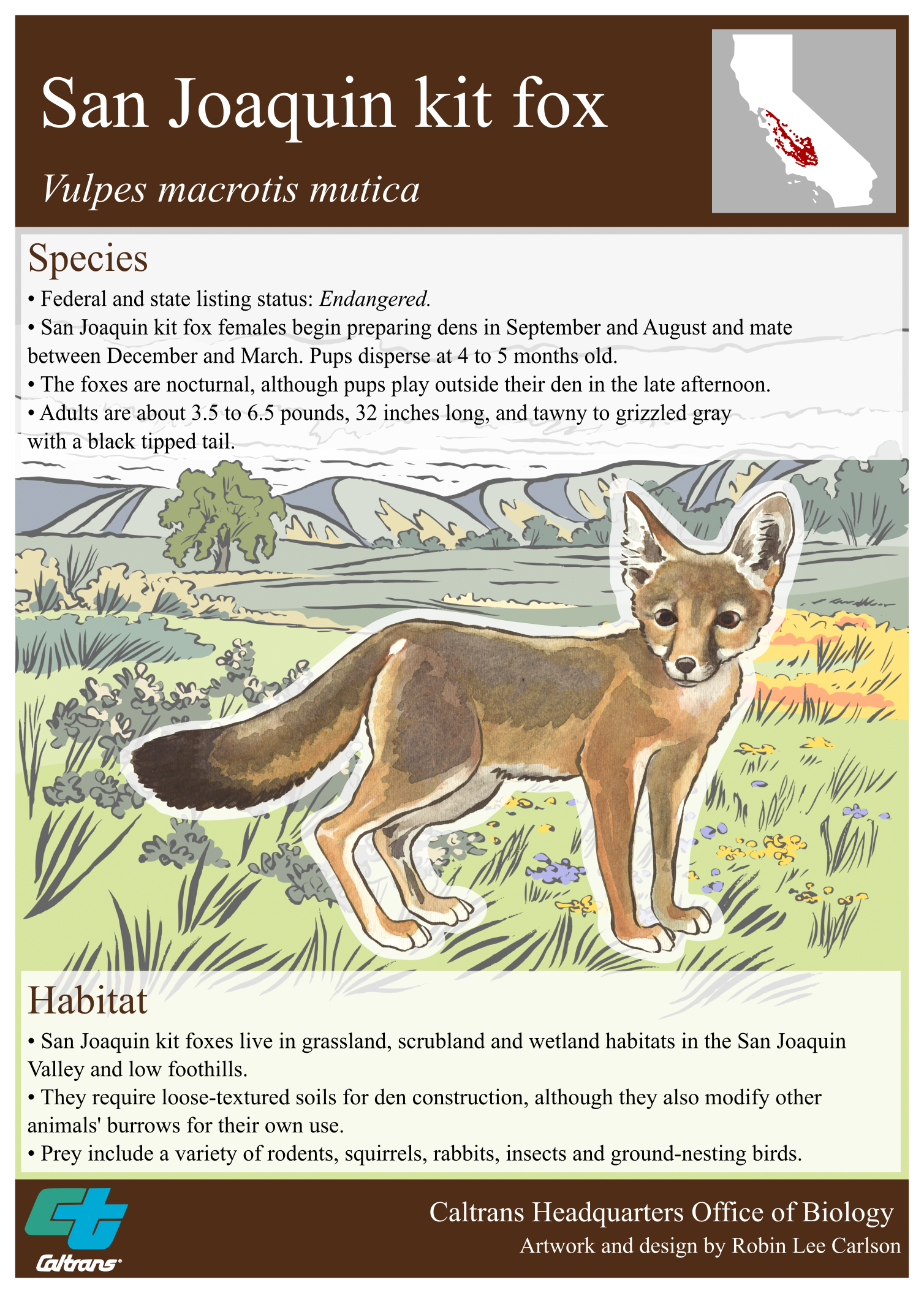 San Joaquin Kit Fox poster - front