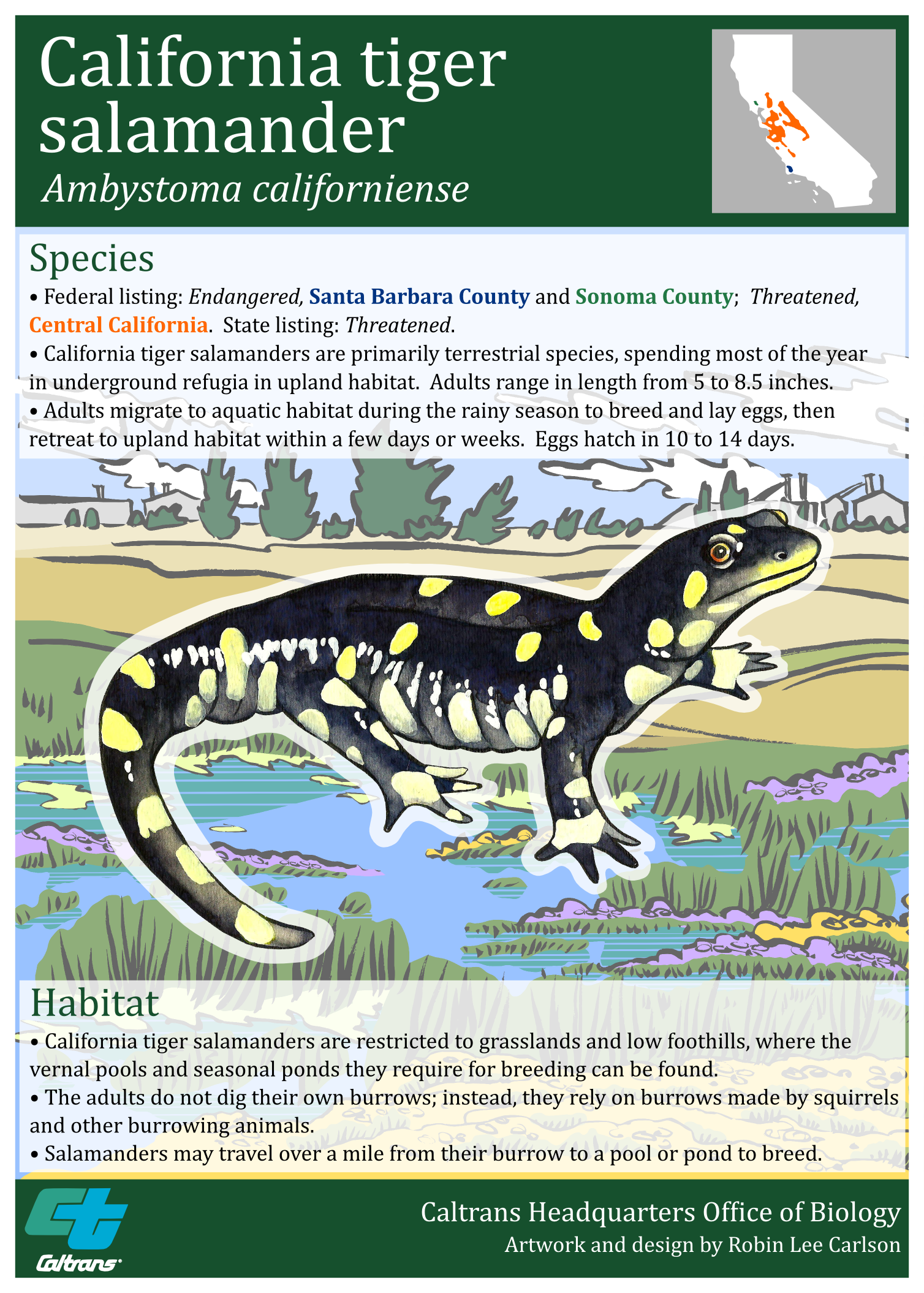 California Tiger Salamander Poster