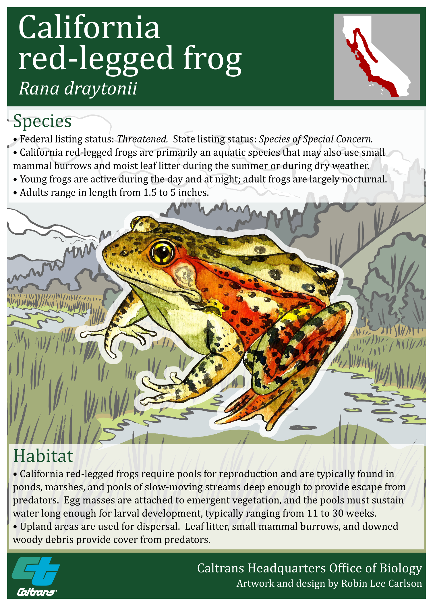 California Red Legged frog poster