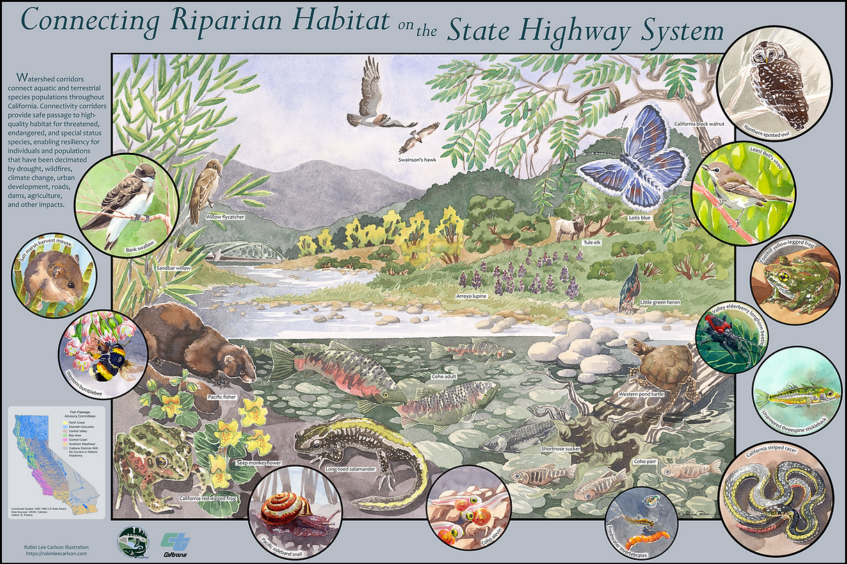 Riparian Habitat Poster
